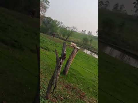 Iretama Paraná,  vida na roça