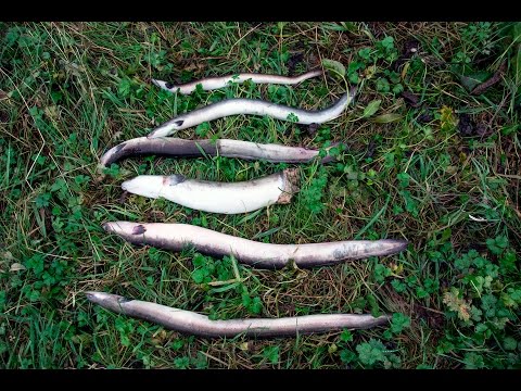 Silver eel turbine passage mortalities, River Shannon