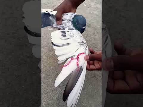 Abhishek Pal YouTuber and Mr. Jugadu Experiment