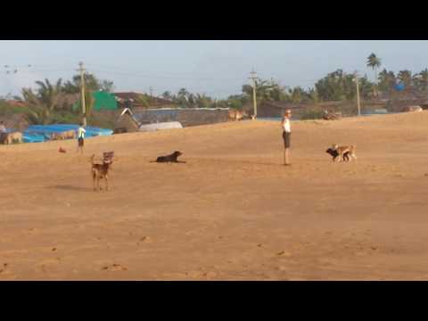 download lagu mp3 mp4 Dog Trainer In Goa, download lagu Dog Trainer In Goa gratis, unduh video klip Dog Trainer In Goa