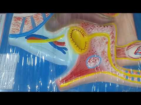 Human Male Reproductive System
