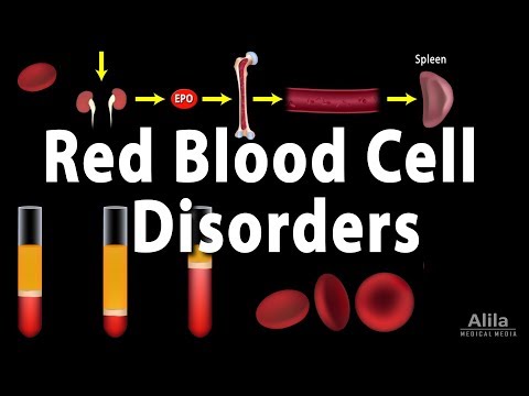 Red Blood Cell Life Cycle and Disorders, Animation