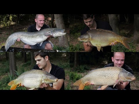 SBS Carp Fishing Vlog #4 (SBS Carp Saving Team)