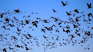 Sandhill Crane Festival & Hunting - Can They Co-exist?