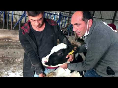 , title : 'Çiftlik Hayatı - Buzağı göbek enfeksiyonu tedavisi, fıtık olabilir mi? Vlog#10'