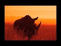 Them Mushrooms Jambo Bwana Lyric Video