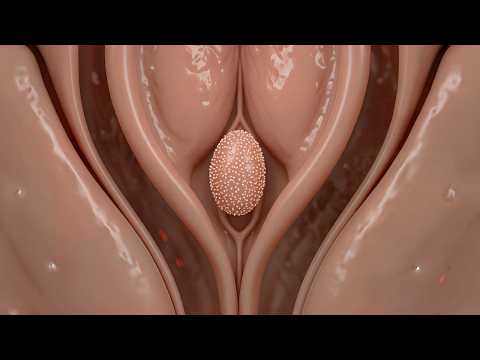Clitoris: Full Guide & Anatomy