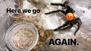 WATERING my TARANTULAS &quot;(Part 4)&quot; !!!
