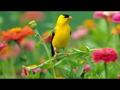 Beautiful Relaxing Hymns, Peaceful piano Music, "Spring Peaceful Morning Sunrise" by Tim Janis