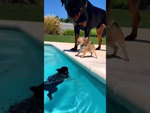 o god dog swimming in pool #puppy #cuteanimal #funnyanimal