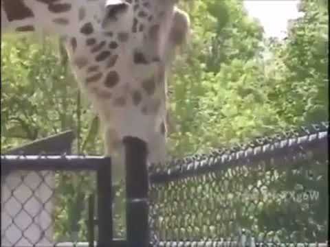 A e merr ngoj a shkon nshkoll