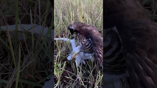 The white prey is too danger