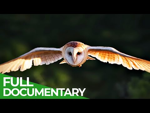 The Masters of the Sky