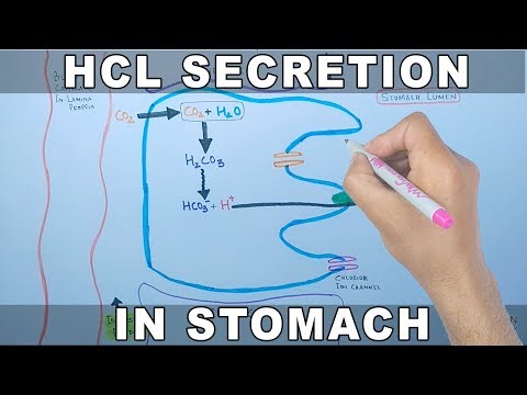 Mechanismus der HCL-Sekretion