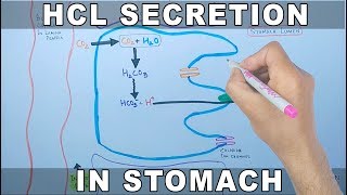 Mechanism of HCL Secretion
