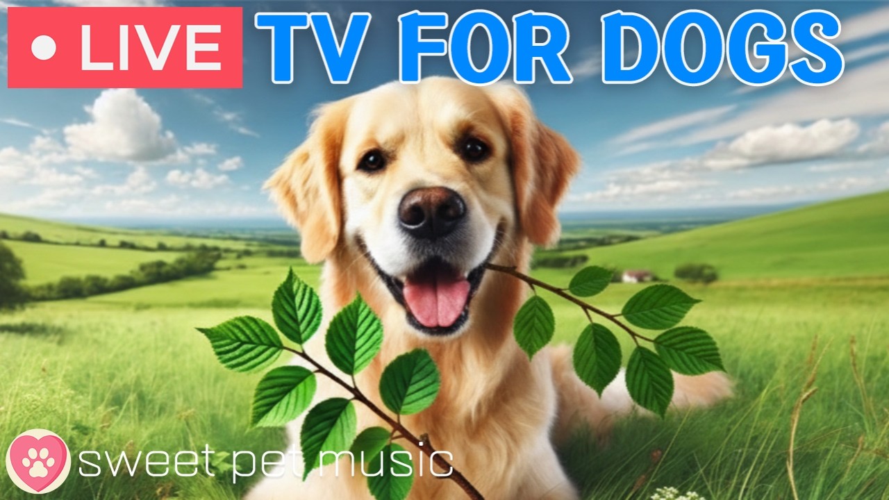 🔴24 Hours of Dog TV🎵🐶Calming Music for Dog Sleep🐾🩷Soothing Dog Music for Stress and Anxiety Relief