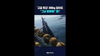 '고급 횟감' 200kg짜리 참다랑어 