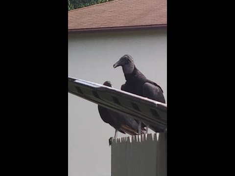 Birdwatcher vs Vultures