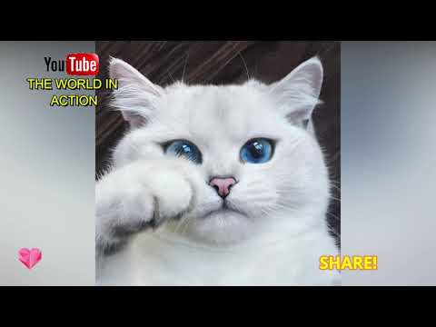 SO CUTE!!! THE MOST BEAUTIFUL WHITE CATS ON THE INTERNET