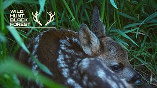 Die Kitzrettung - Wild Hunt Black Forest