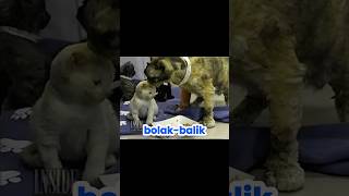 Download lagu The heroic story of the most famous cat in the world #shorts #shortviral #shortsvideo mp3 Download lagu The heroic story of the most famous cat in the world #shorts #shortviral #shortsvideo mp3