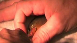 Corydoras pygmaeus stuck in Pelvicachromis taeniatus