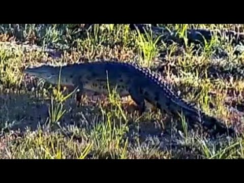Resident Crocodile with full belly gets out to enjoy the morning sun 12/26/25