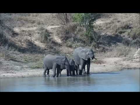 Djuma: Big Elephant herd scattered about - 14:16 - 08/13/2023