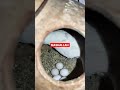 ANGRY BIRDS SURPRISE EGGS Angrybirds Budgiesbirdeatingmatki