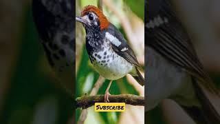 Download lagu Suara Anis Kembang Betina | Bikin Jantan RnR mp3