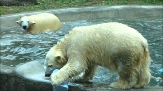 preview picture of video 'Buffalo Beauty Swimming Pools for Polar Bears pool in Buffalo Zoo Custom pools in Buffalo'