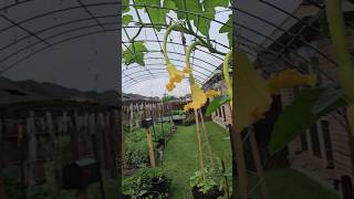 Hand Pollinating Squash/Zucchini. Very Simple || DHBG #gardeningtips #garden #houstonarea