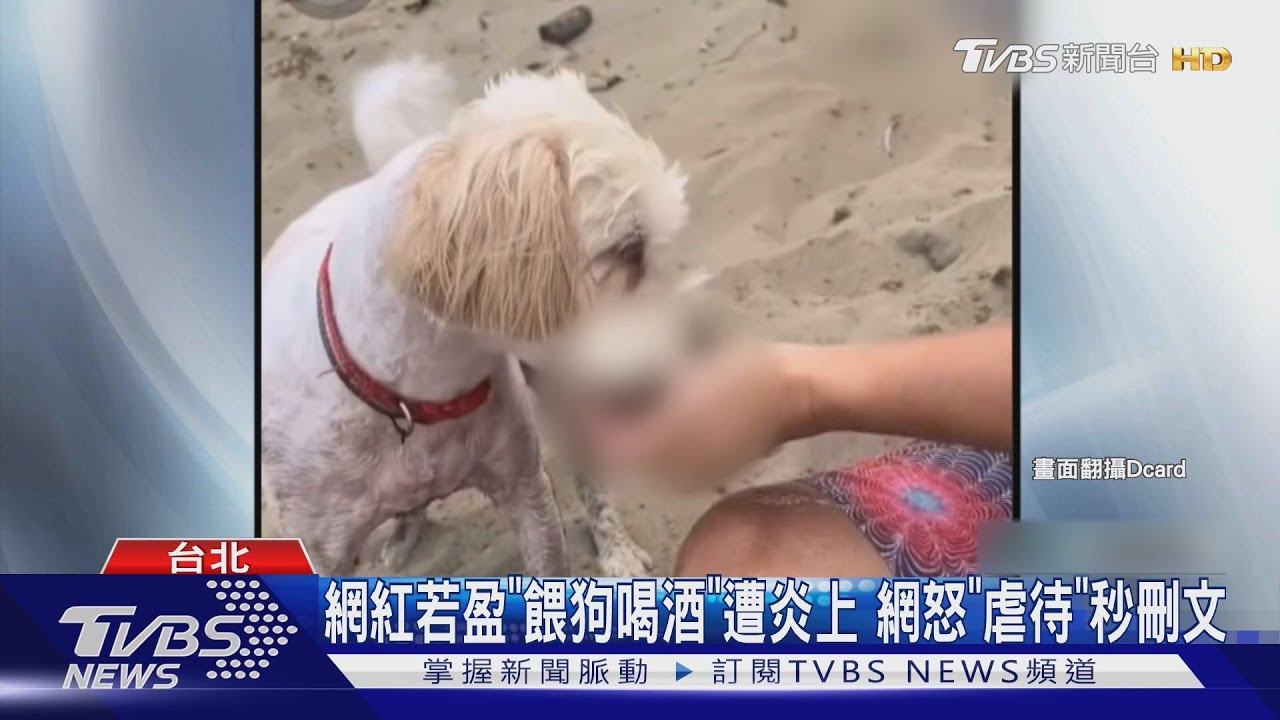 讓狗喝啤酒還拍下來！網紅若盈限動曝「牠喝醉狂吠」惹眾怒
