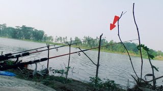 বিল থেকে বিশাল সাইজের সিলভার কার্প মাছ ধরার ভিডিও