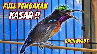 Download lagu KONIN GACOR FULL NEMBAK ISIAN BELALANG EMAS MEWAH !! PANCINGAN KOLIBRI NINJA BAHAN AGAR CEPAT EMOSI mp3