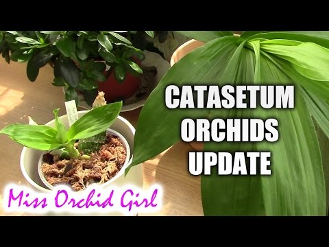 Catasetum orchids update - spring and summer care