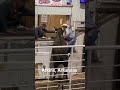 Cow decides to try her hand at auctioneering! #shorts