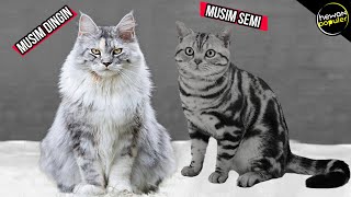 Download lagu Belum Banyak yang Tahu! Inilah Fakta Menarik kucing Imut American Shorthair mp3