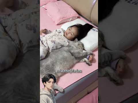 ทุกคืนแมวอ้วนตัวนี้ชอบขึ้นไปนอนกับลูกสาว #cat #pet