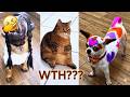 Try Not to Laugh 🐨 | Funniest Animal Moments Ever!