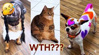 Try Not to Laugh 🐨 | Funniest Animal Moments Ever!