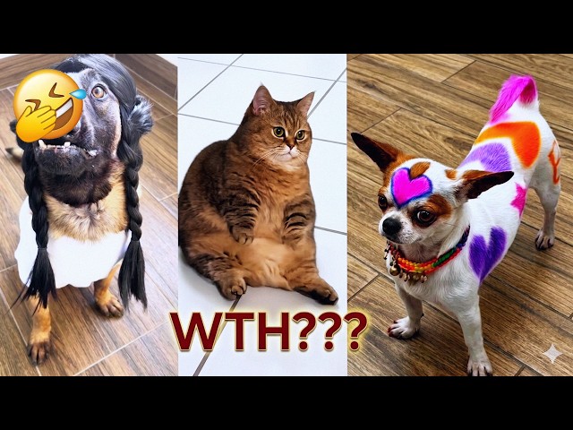 Try Not to Laugh 🐨 | Funniest Animal Moments Ever!
