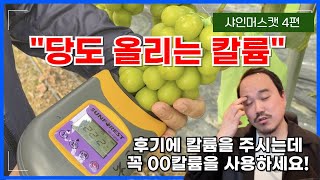 샤인머스캣 당도를 올리는데 중요한 칼륨과 칼슘 줘야하는 시기와 양까지 알려드립니다! | 2025년 샤인머스캣…