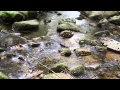 Шум воды - звуки природы 