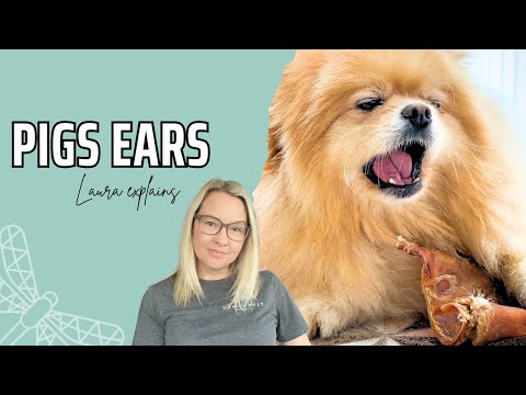 The Benefits of Pigs Ears for Dogs