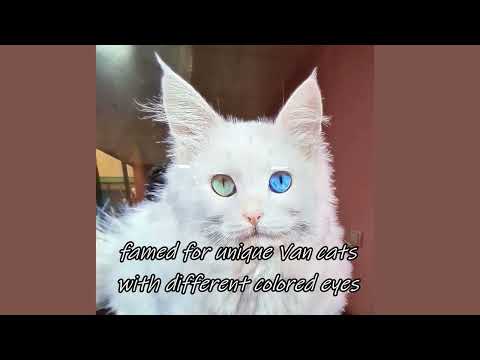 Van cats with different colored eyes
