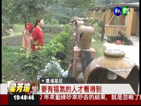 酒甕長白色奇花? 美麗的誤會