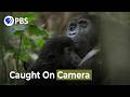 Rare Gorilla Family Moment Caught On Camera