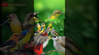 Download lagu MP3 Pikat Burung Kecil Ribut Kombinasi Trucukan Terancam #birds #suarapikatampuh #pikat #trucukan mp3