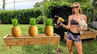 Introducing Two NEW Chickens into My Flock & Reinforcing Pineapple Planters!